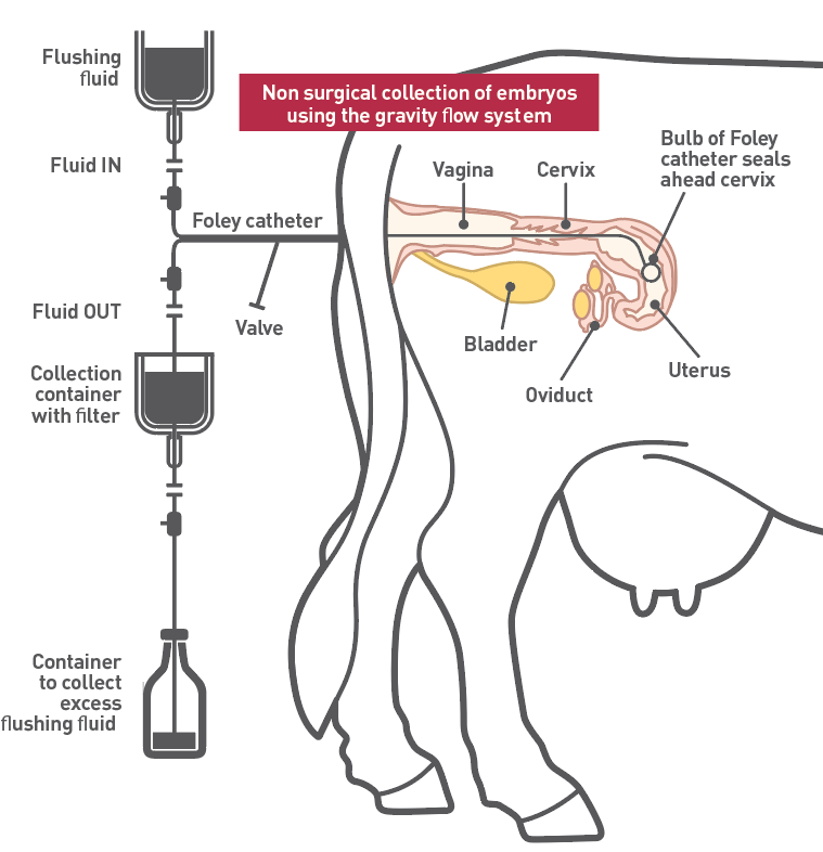 Embryo Transfer Et 4065